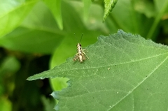 Neorthacris
