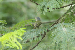 Conirostrum speciosum
