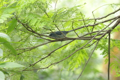 Conirostrum speciosum