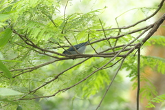 Conirostrum speciosum