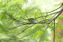 Conirostrum speciosum