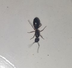Camponotus