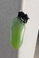 Danaus gilippus
