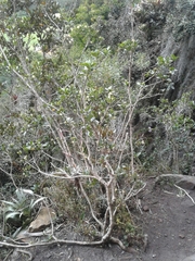 Palicourea boqueronensis