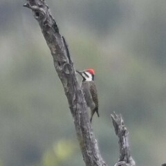 Chloropicus namaquus