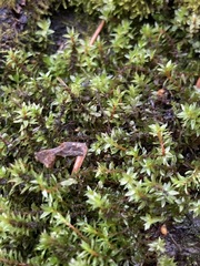 Ptychostomum pseudotriquetrum
