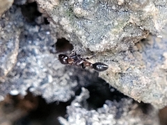 Pseudomyrmex ejectus