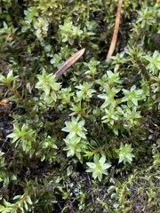 Ptychostomum pseudotriquetrum