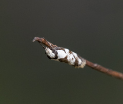 Palimmeces variegata