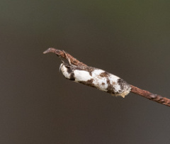 Palimmeces variegata