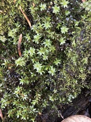 Ptychostomum pseudotriquetrum