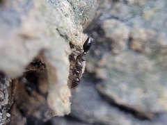 Pseudomyrmex ejectus