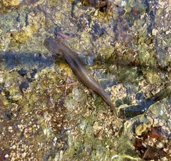 Pseudotriton ruber