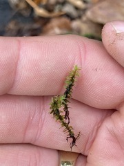 Ptychostomum pseudotriquetrum