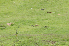 Pygochelidon cyanoleuca