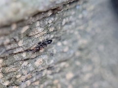 Pseudomyrmex ejectus