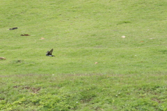 Pygochelidon cyanoleuca