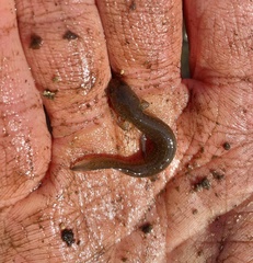 Pseudotriton ruber