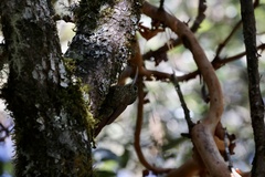 Lepidocolaptes affinis