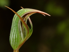Pterostylis irsoniana