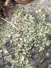 Dermatocarpon luridum