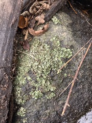 Dermatocarpon luridum