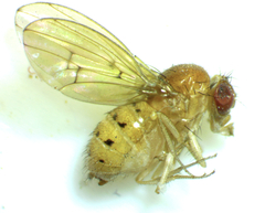 Drosophila falleni