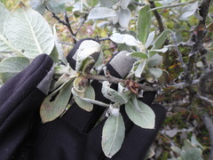Salix lanata