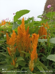 Celosia argentea plumosa