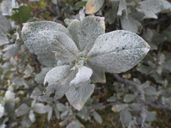 Salix lanata