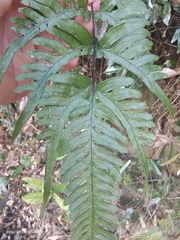 Pteris dispar