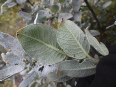 Salix lanata