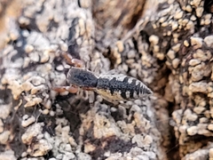 Cheliferoides segmentatus