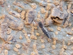 Cheliferoides segmentatus