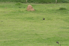 Pygochelidon cyanoleuca