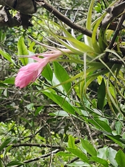 Tillandsia stricta