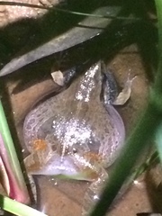 Physalaemus cuvieri