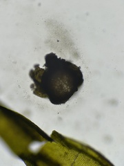 Grimmia