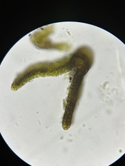 Grimmia