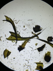 Grimmia