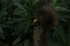 Sciurus aestuans