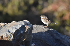 Passerculus sandwichensis beldingi