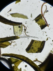 Grimmia