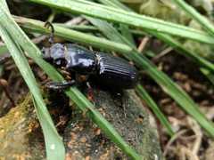 Odontotaenius