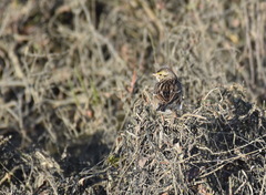 Passerculus sandwichensis beldingi
