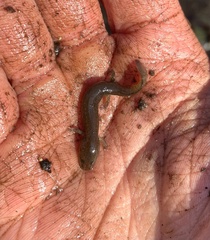 Pseudotriton ruber