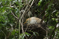 Bubulcus ibis