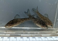 Percopsis transmontana