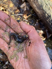 Desmognathus fuscus