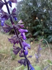 Salvia carnea